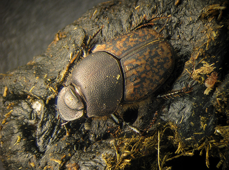 Stercorario - Scarabaeidae: femmina di Onthophagus fracticornis